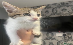 Mixed Breed cats for sale: Kittens ready for their new homes - Image 6