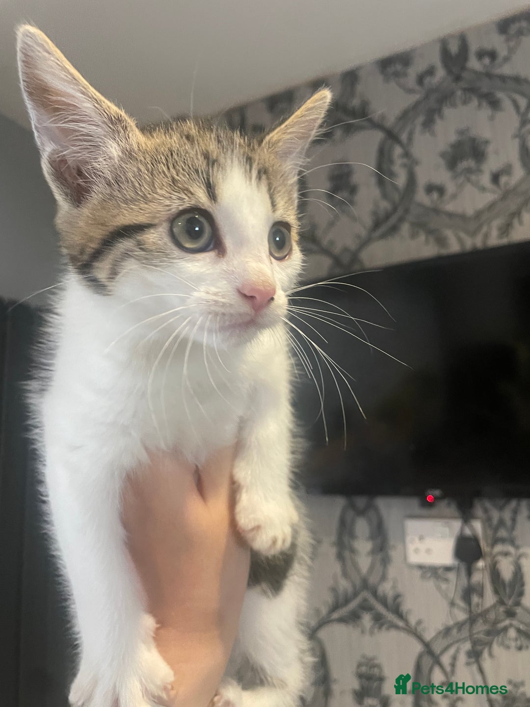 Mixed Breed cats for sale: Kittens ready for their new homes - Image 6