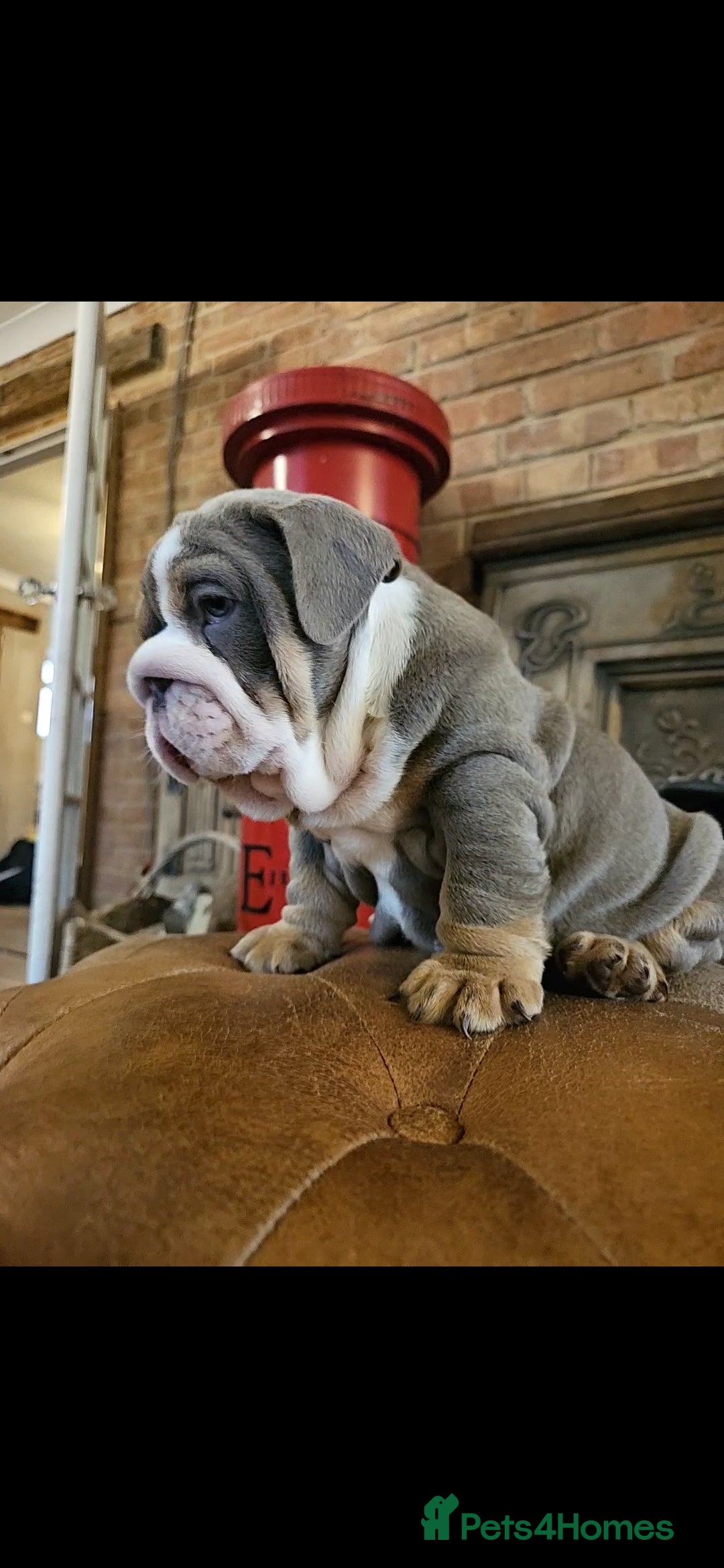 English Bulldog dogs for sale: Outstanding KC English Bulldogs, Top Quality Pups - Image 10