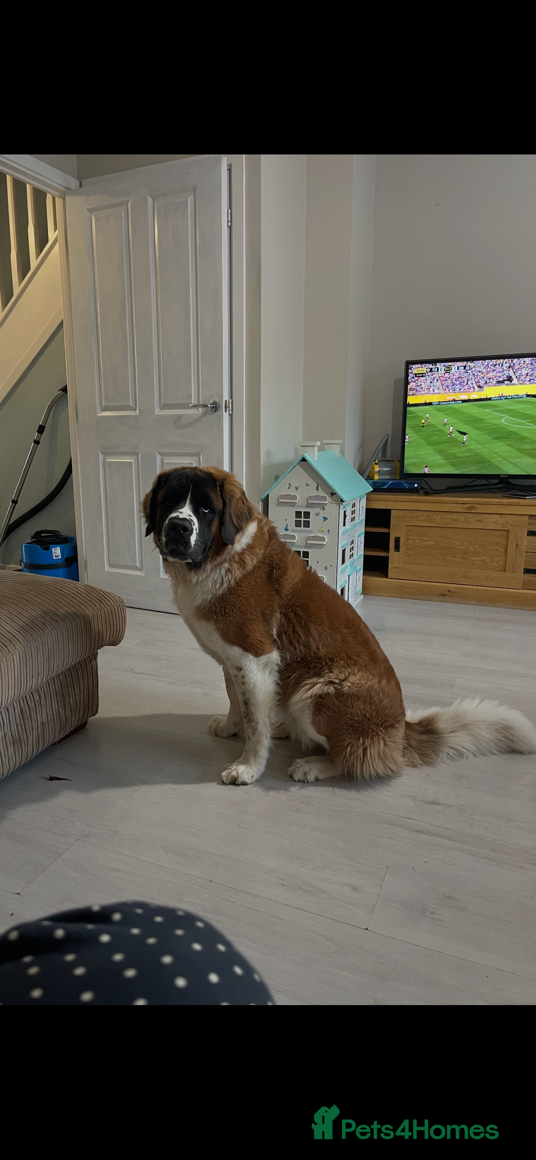 Saint Bernard dogs for sale: Saint Bernard female for rehoming - Advert 3