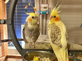 Cockatiels birds Tame cockatiels - Advert 20