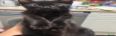 Black Kitten