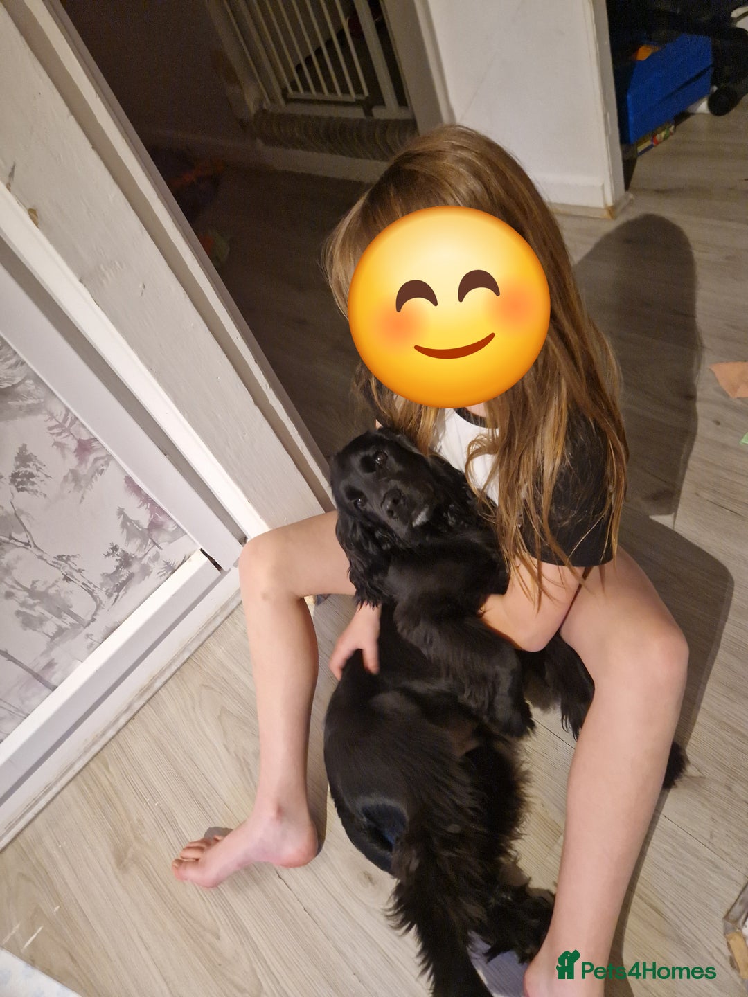 Cocker Spaniel dogs for sale: Loki  - Image 11