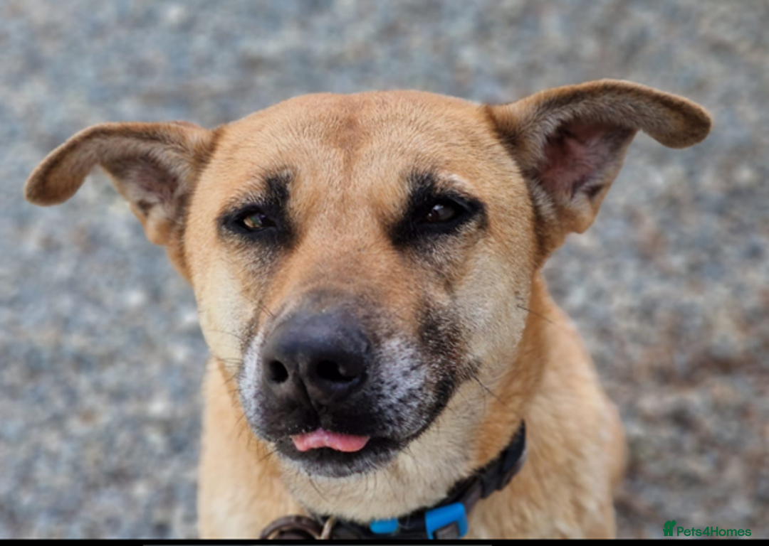 German Shepherd dogs for adoption: Kerry - the unluckiest dog at 2nd Chance - Image 6