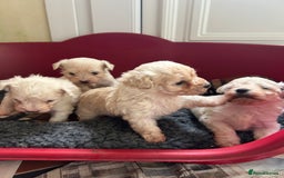 Mixed Breed dogs for sale: Gorgeous Bichon Frise x Maltese Puppies - Image 9