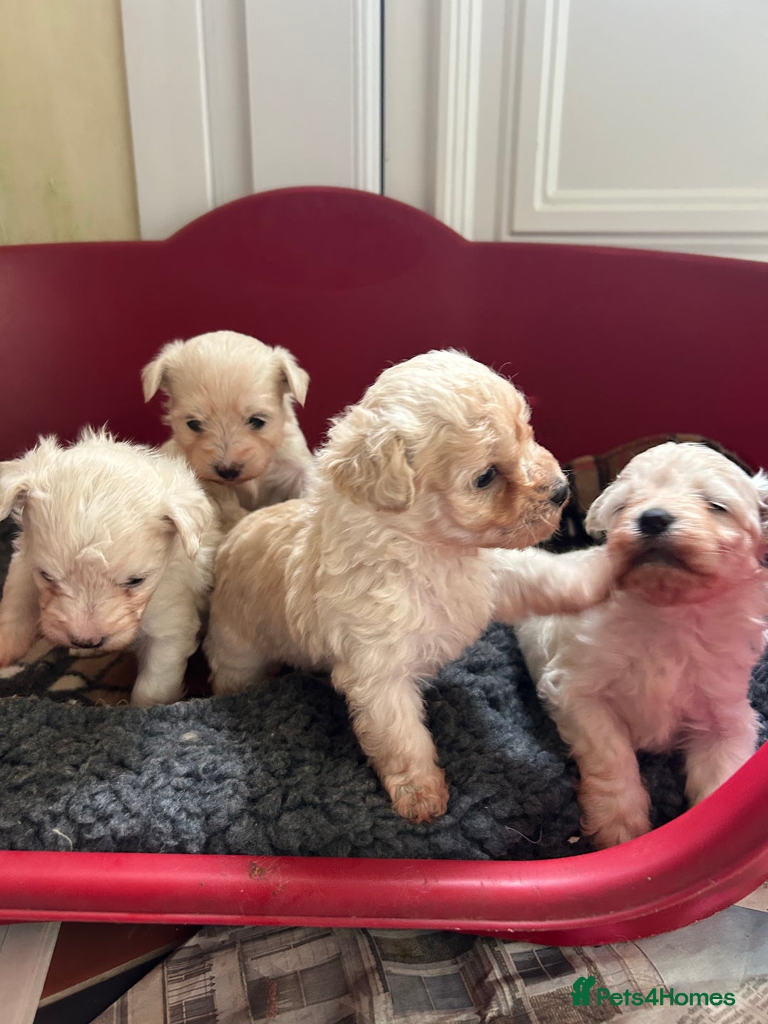 Mixed Breed dogs for sale: Gorgeous Bichon Frise x Maltese Puppies - Image 9