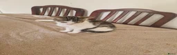 Mixed Breed cats for sale: Kitten for sale  in South Croydon - Advert 14