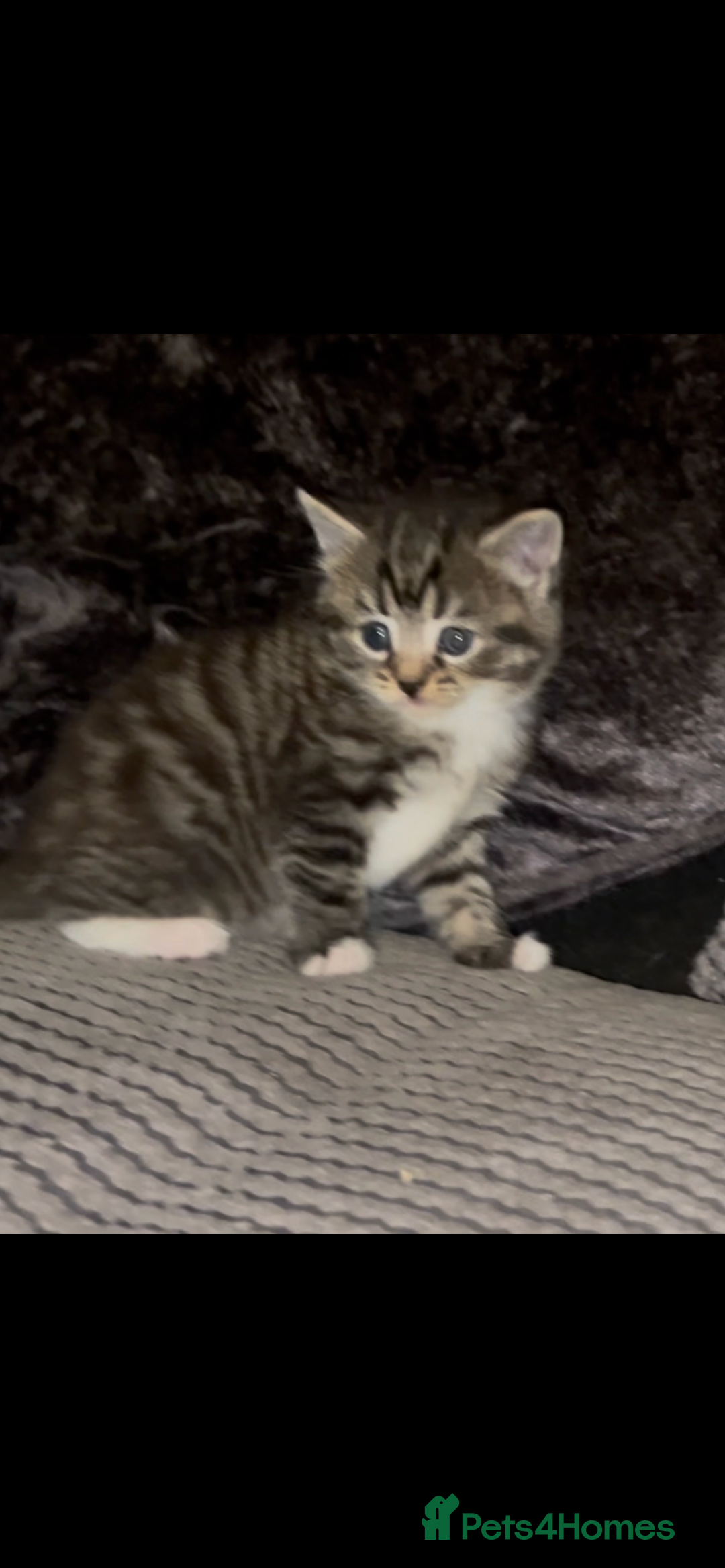 Mixed Breed cats for sale: Siamese x maincoon female kittens  - Advert 2