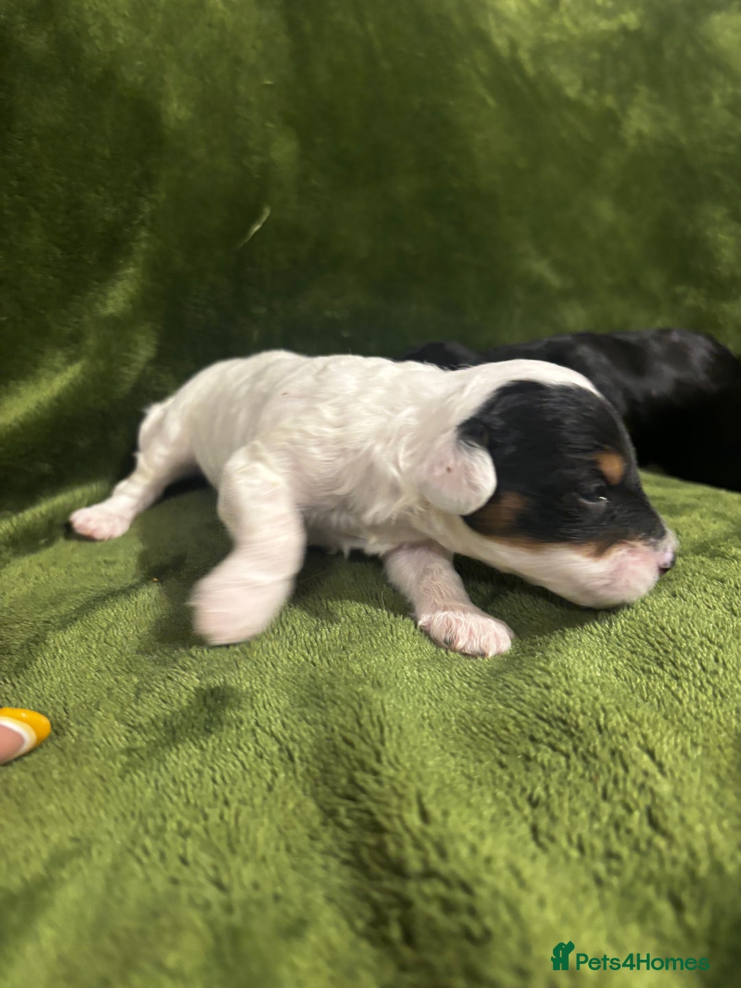 Chinese Crested dogs for sale: Powderpuff Chinese crested  - Image 5