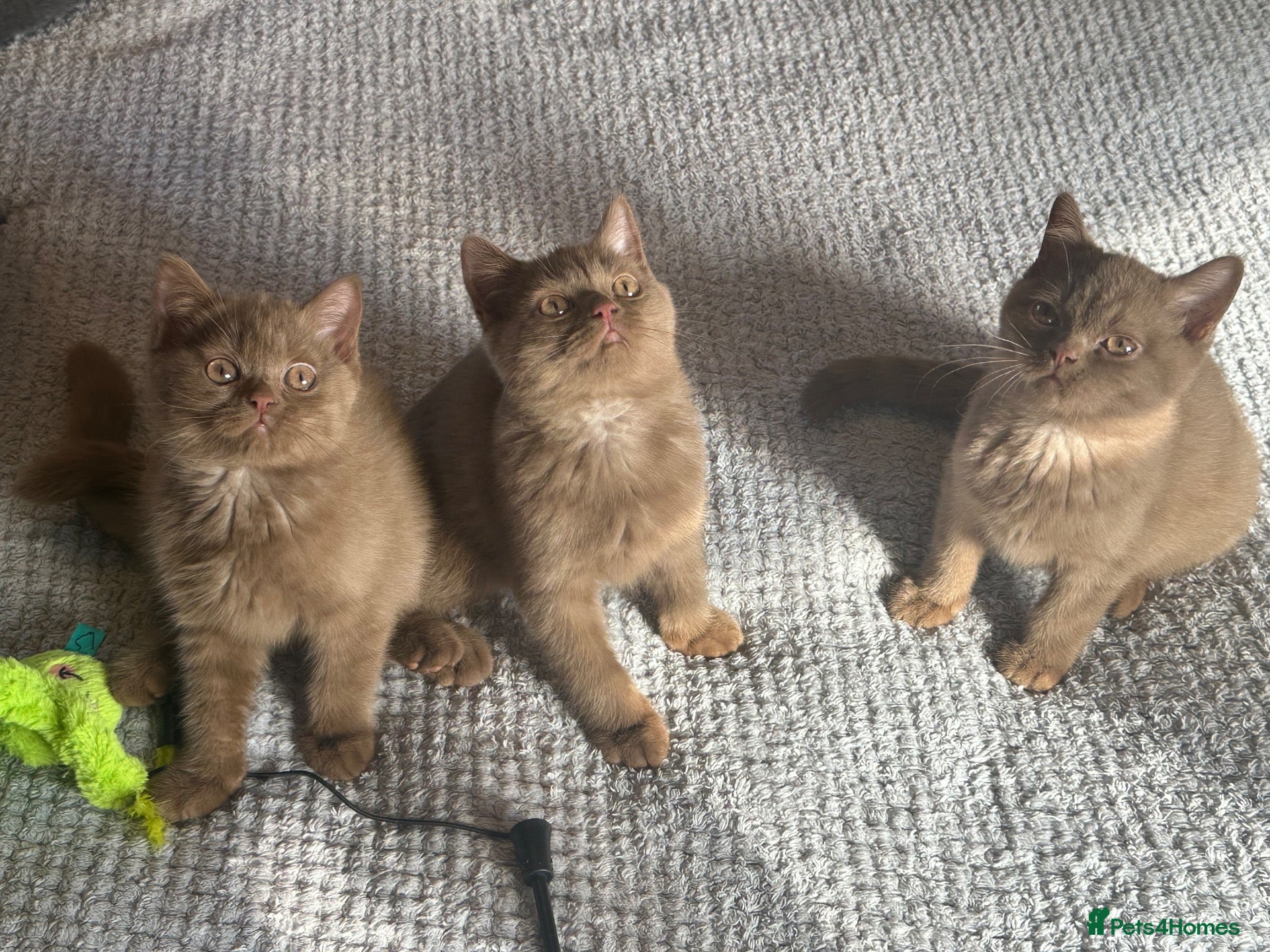 British Shorthair cats Champion British shorthair kittens very rare  - Advert 6