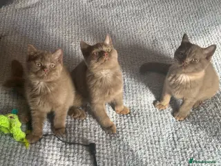 British Shorthair cats Champion British shorthair kittens very rare - Advert 6
