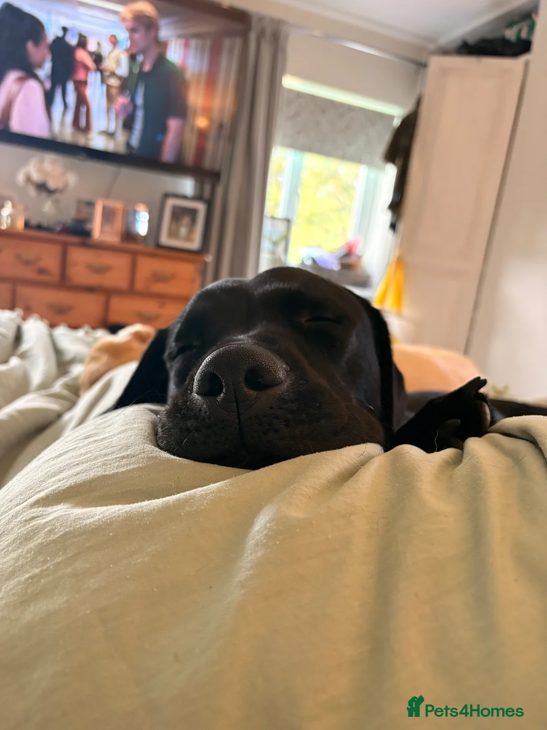 Labrador Retriever dogs for sale: Beautiful Male Black Labrador Looking for Home in Camborne - Advert 1