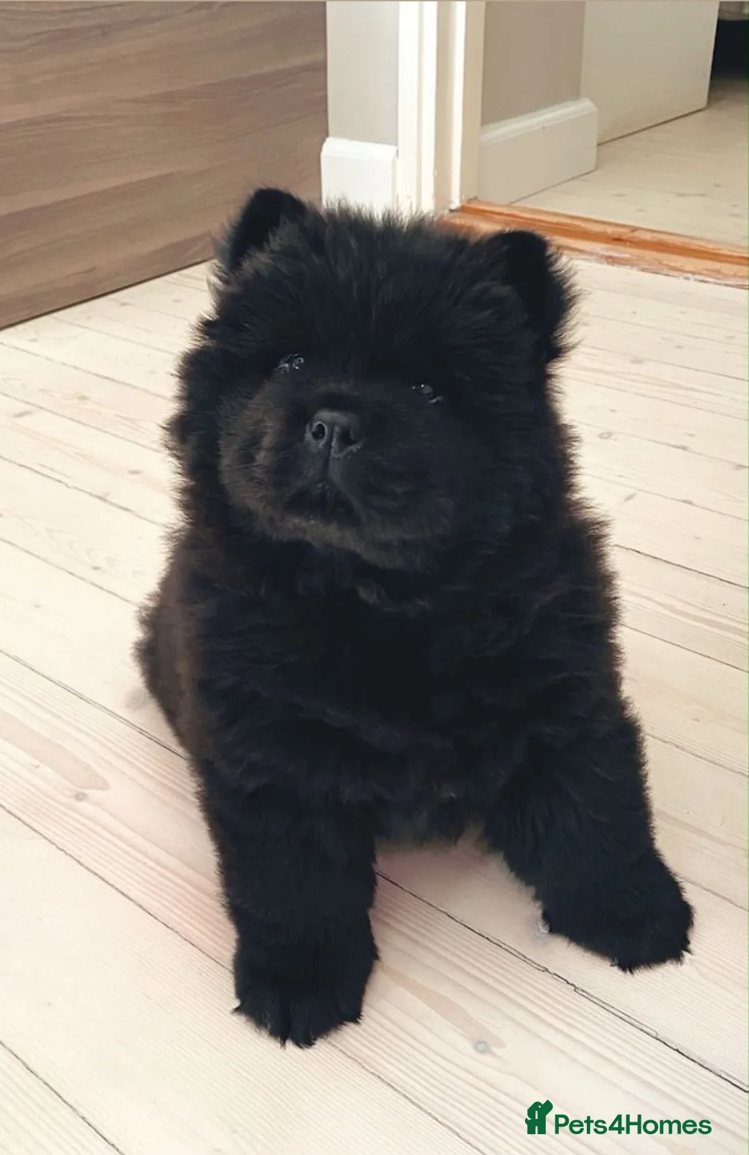 Chow Chow dogs for sale: Adorable Chow Chow Puppies in Wembley - Advert 2