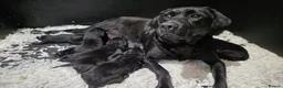 Labrador Retriever dogs for sale: GORGEOUS BLACK LABRADOR LITTER,FULLYTESTED PARENTS - Advert 5