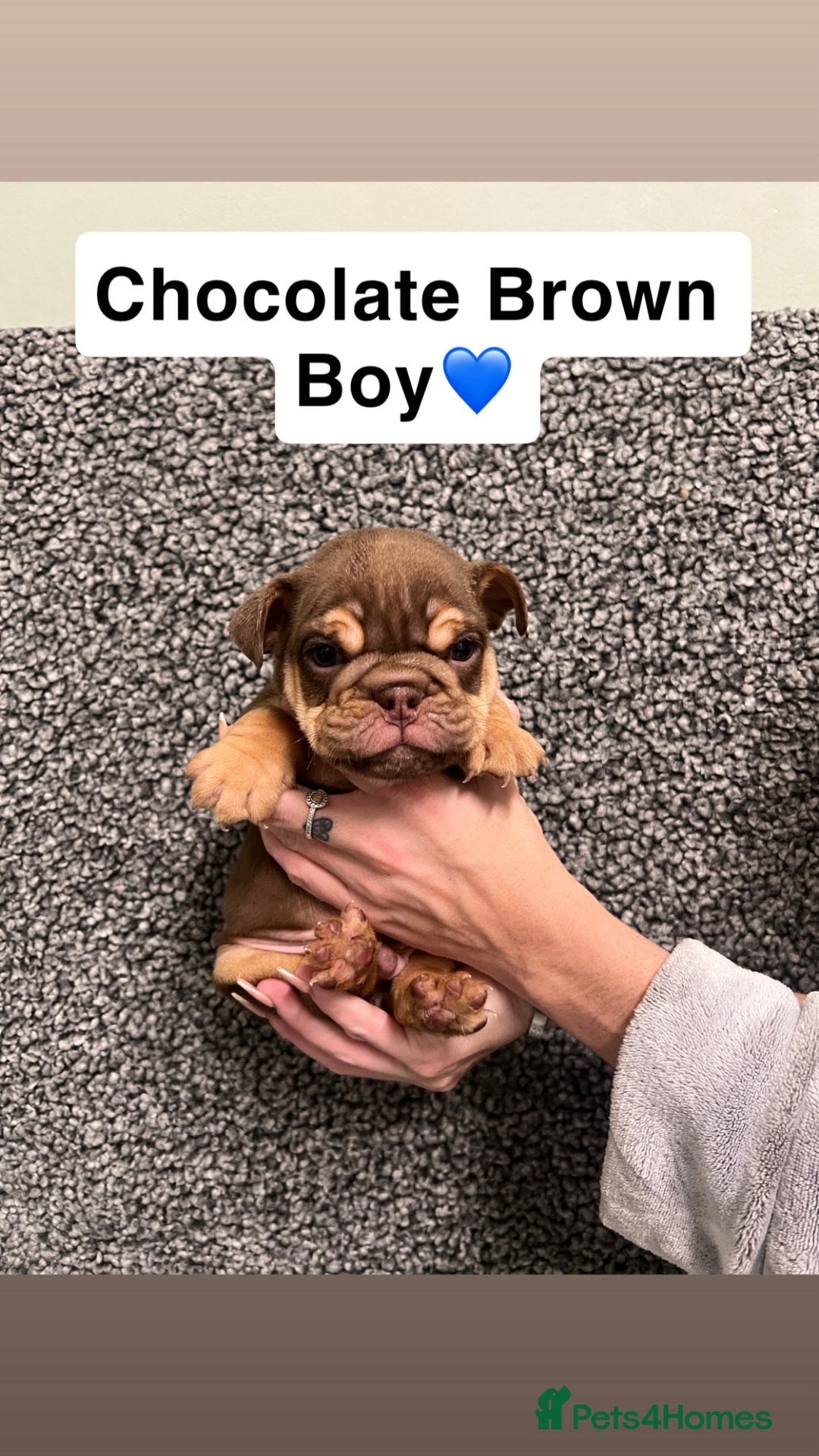 English Bulldog dogs for sale: English Bulldogs Ready For New homes!  - Advert 5