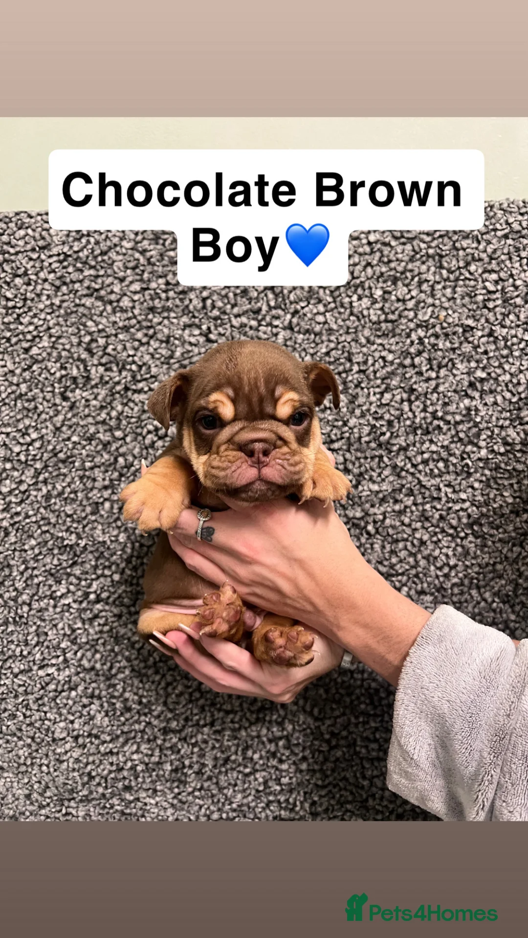 English Bulldog dogs for sale: English Bulldogs Ready For New homes!  - Advert 7