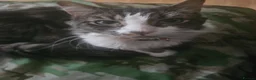Mixed Breed cats for sale: Fluffy male kitten ready to leave - Advert 4
