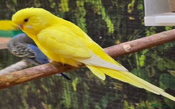 Budgerigars birds for sale: Young budgerigars for sale. - Image 13