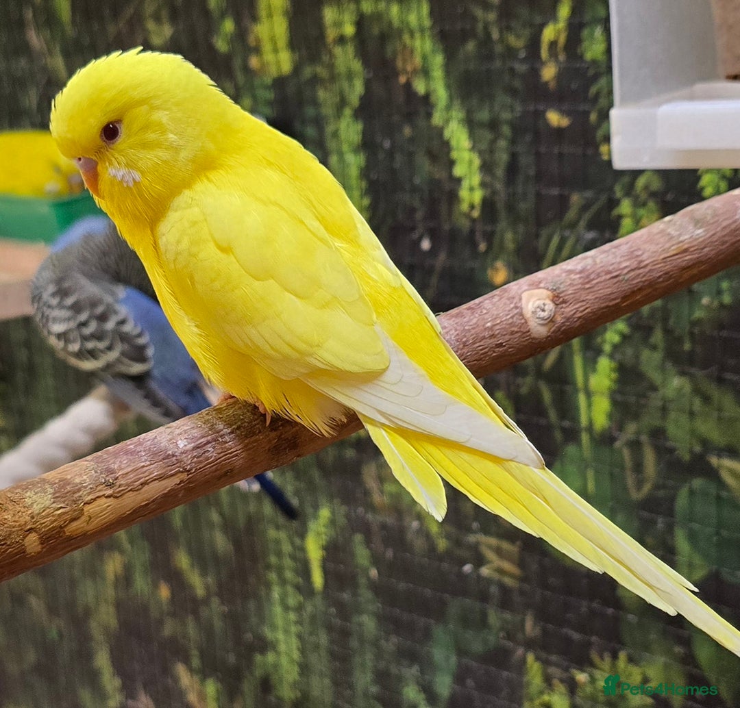 Budgerigars birds for sale: Young budgerigars for sale. - Image 13
