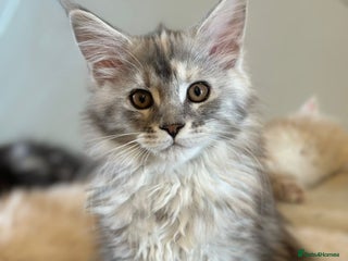 Maine Coon cats - Advert 3