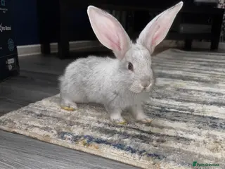 Continental Giant rabbits GERMAN GIANTS (continentals) 8 kits available - Advert 14