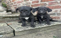 Bedlington Terrier dogs for sale: F1 Bedlington x Whippet puppies - Image 10