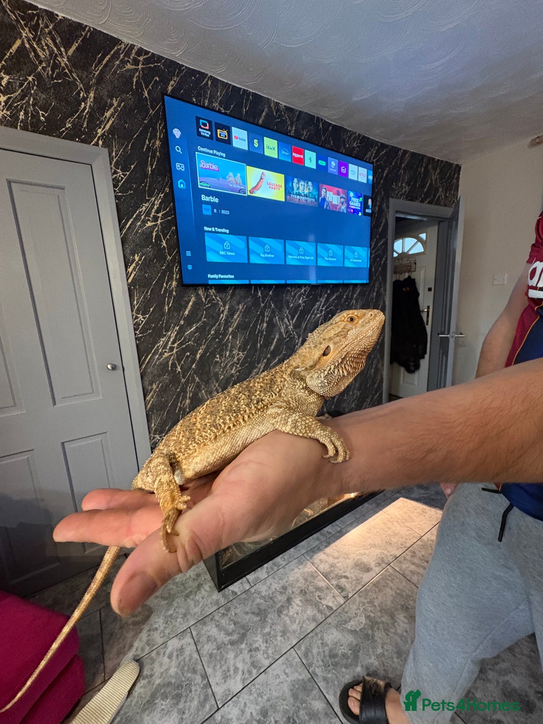 Bearded Dragon reptiles for sale: Bearded dragon with enclosure  - Advert 3