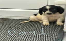 Cocker Spaniel dogs for sale: Cockerspaniel puppies  - Image 4