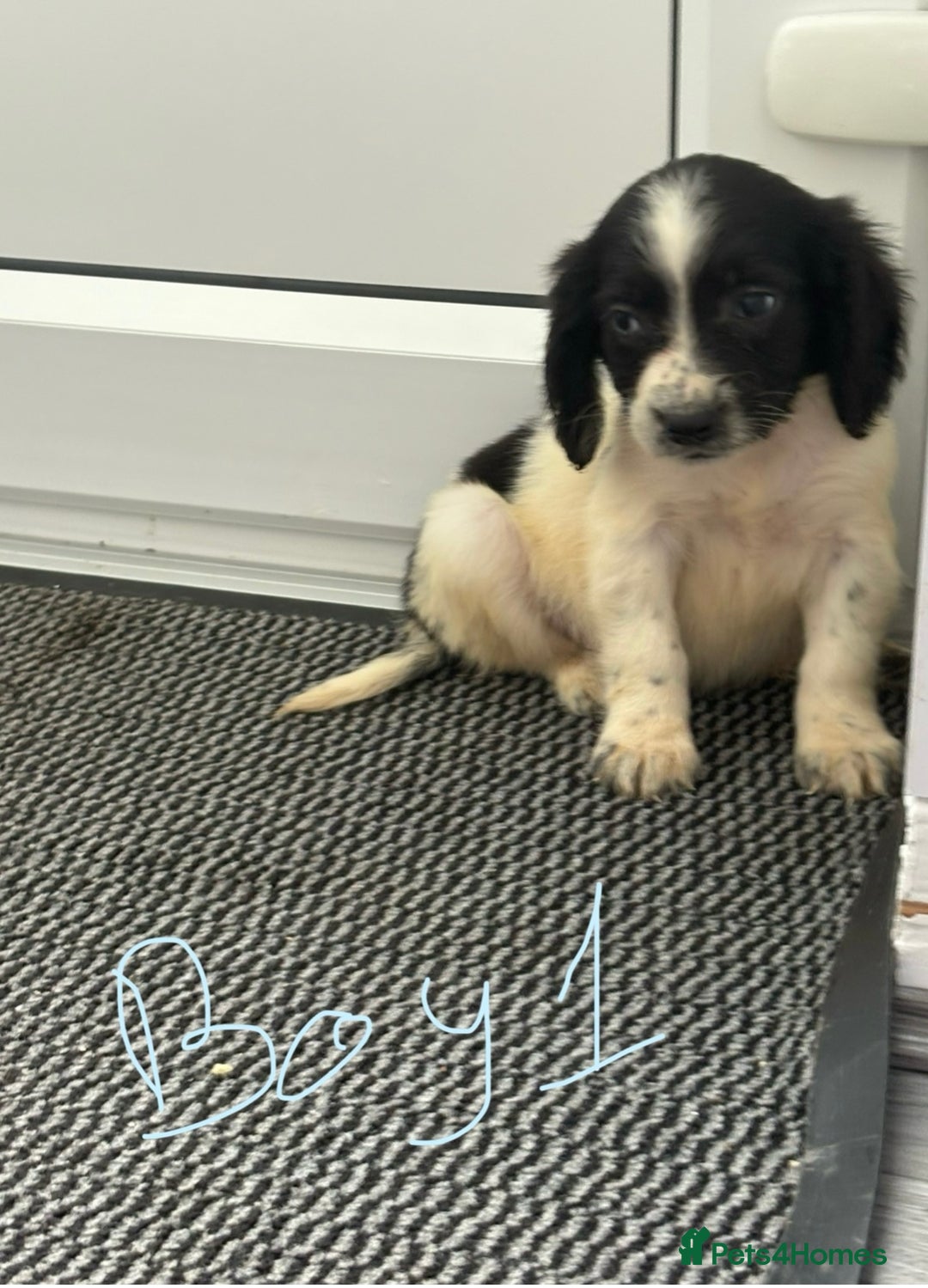 Cocker Spaniel dogs for sale: Cockerspaniel puppies  - Image 4