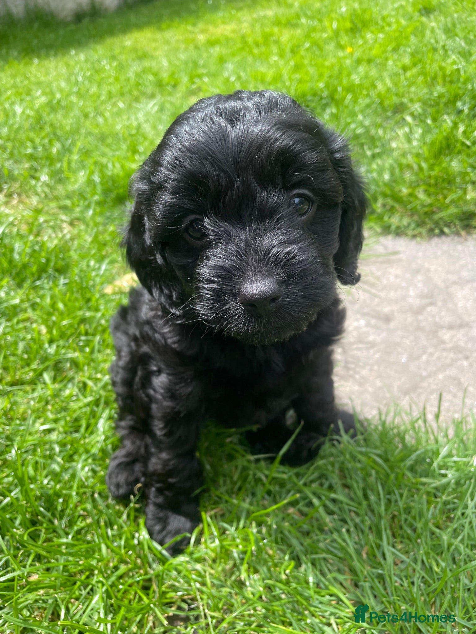 Cavapoo dogs Adorable F1 Cavapoo Puppies - Advert 2