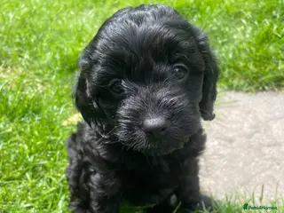Cavapoo dogs Adorable F1 Cavapoo Puppies - Advert 2