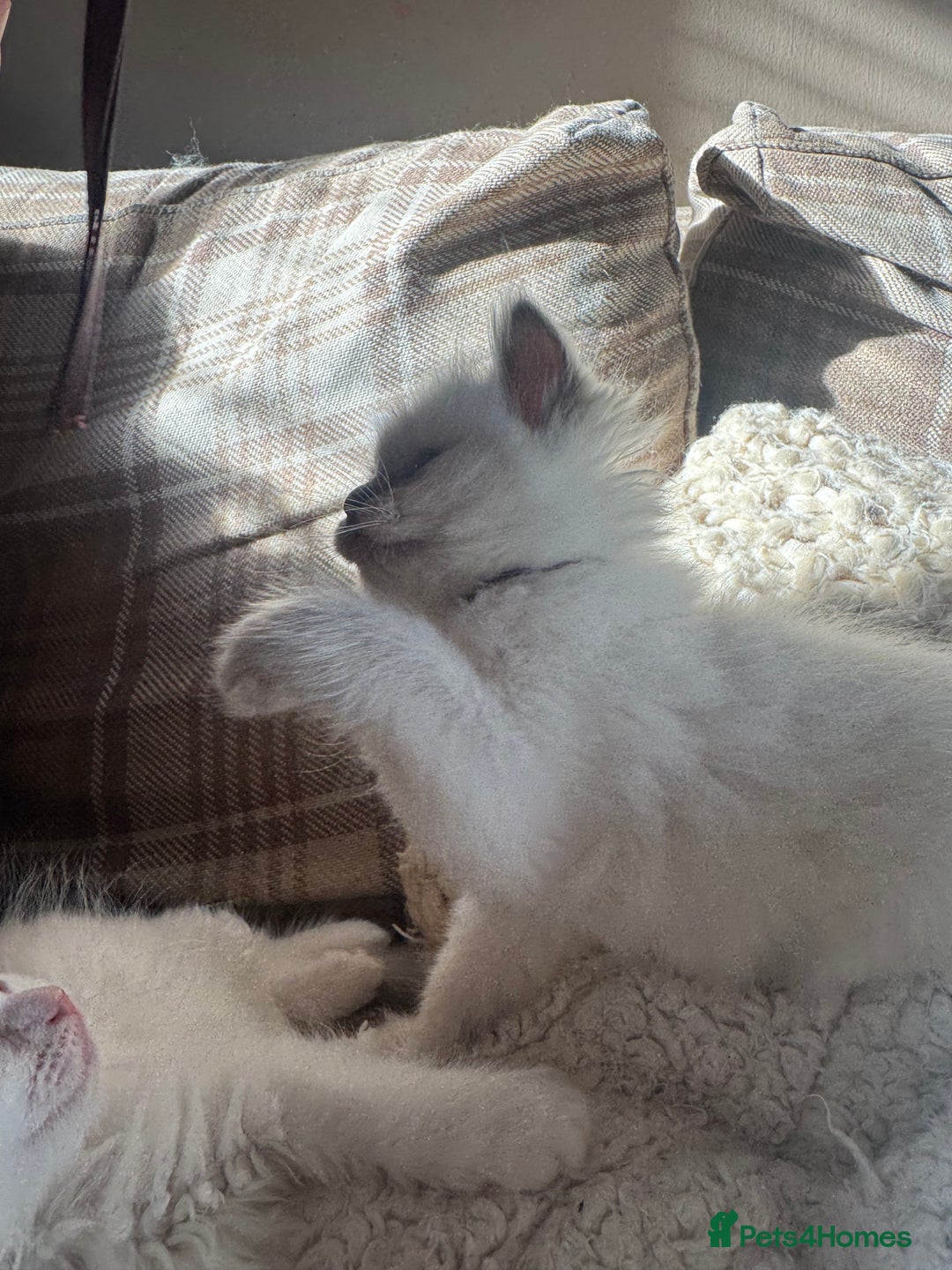 Ragdoll cats for sale: All our beautiful kittens are no longer available  - Advert 24