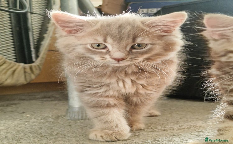 Maine Coon cats - Advert 2