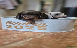 Miniature Dachshund dogs for sale: Miniature KC Dashounds - Image 7