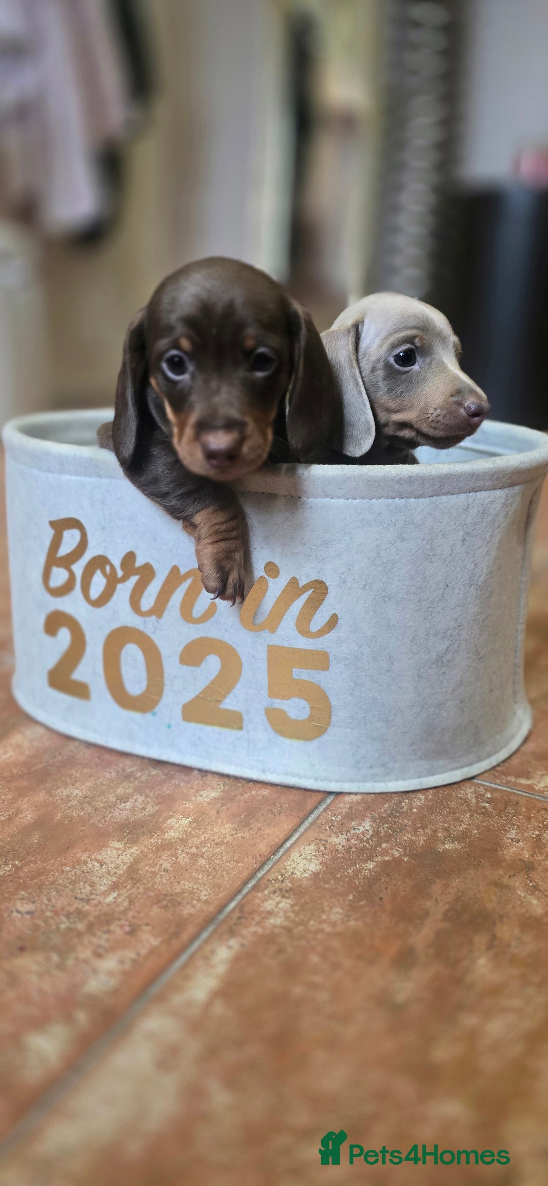 Miniature Dachshund dogs for sale: Miniature KC Dashounds - Image 7