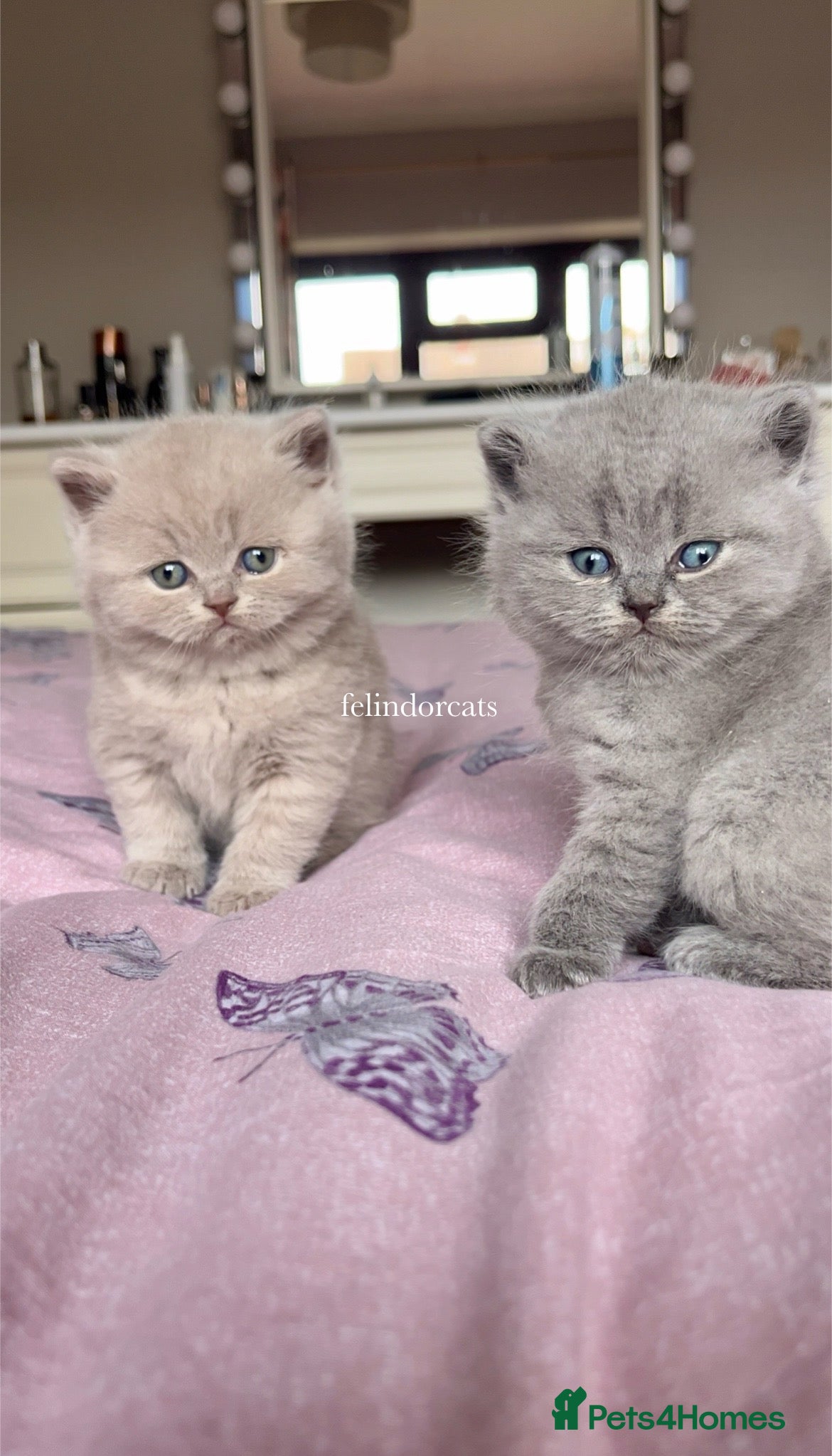 British Shorthair cats ✨ Top quality British shorthair ✨ - Advert 4