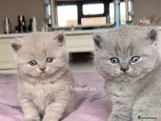 British Shorthair cats ✨ Top quality British shorthair ✨ - Advert 12