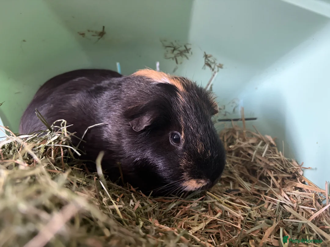 Guinea Pig rodents for sale: Male guinea pig - Advert 2