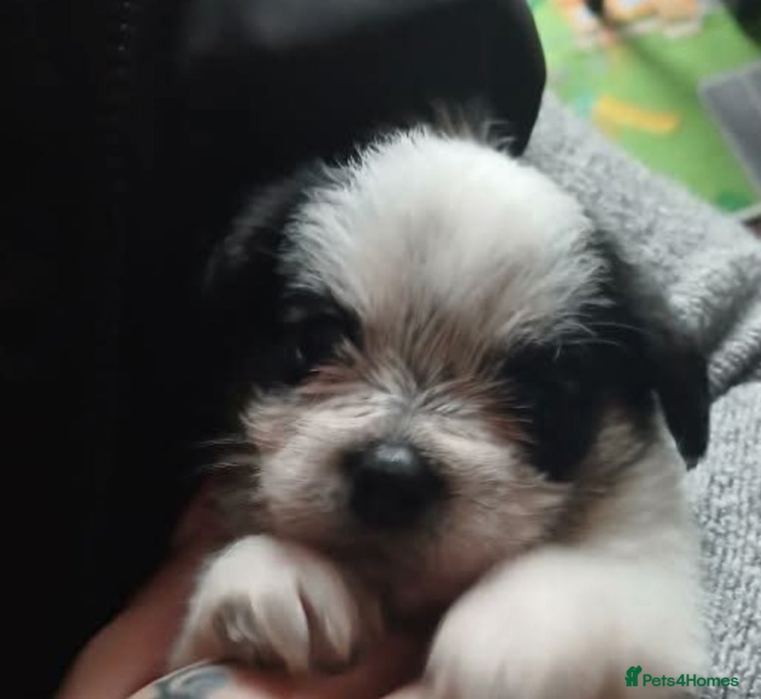 Mixed Breed dogs for sale: Bubbly little boy... only 1 left  - Advert 1