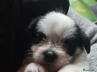 Mixed Breed dogs Bubbly little boy... only 1 left - Advert 3