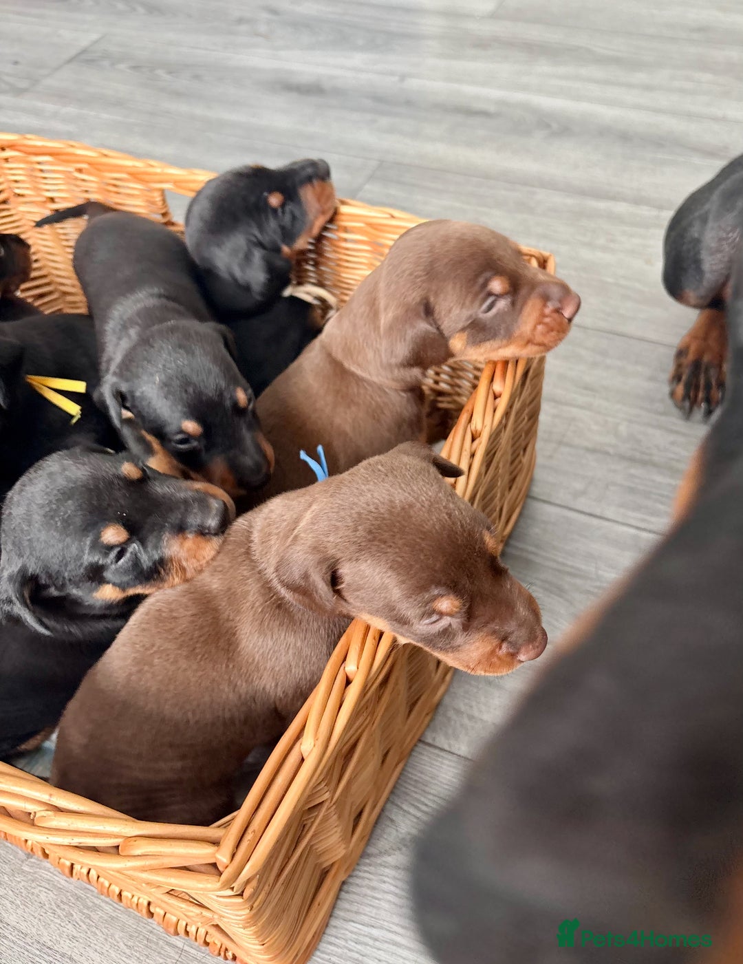 Dobermann dogs for sale: Doberman pups - Image 6
