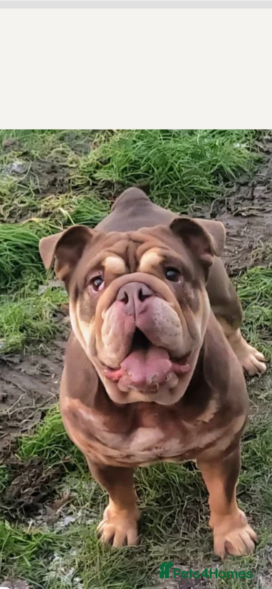 English Bulldog dogs 4 year old new english bulldog - Advert 2