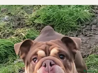 English Bulldog dogs 4 year old new english bulldog - Advert 1