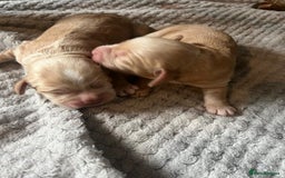 Cocker Spaniel dogs for sale: KC FTCH working cocker spaniel puppy’s  - Image 24