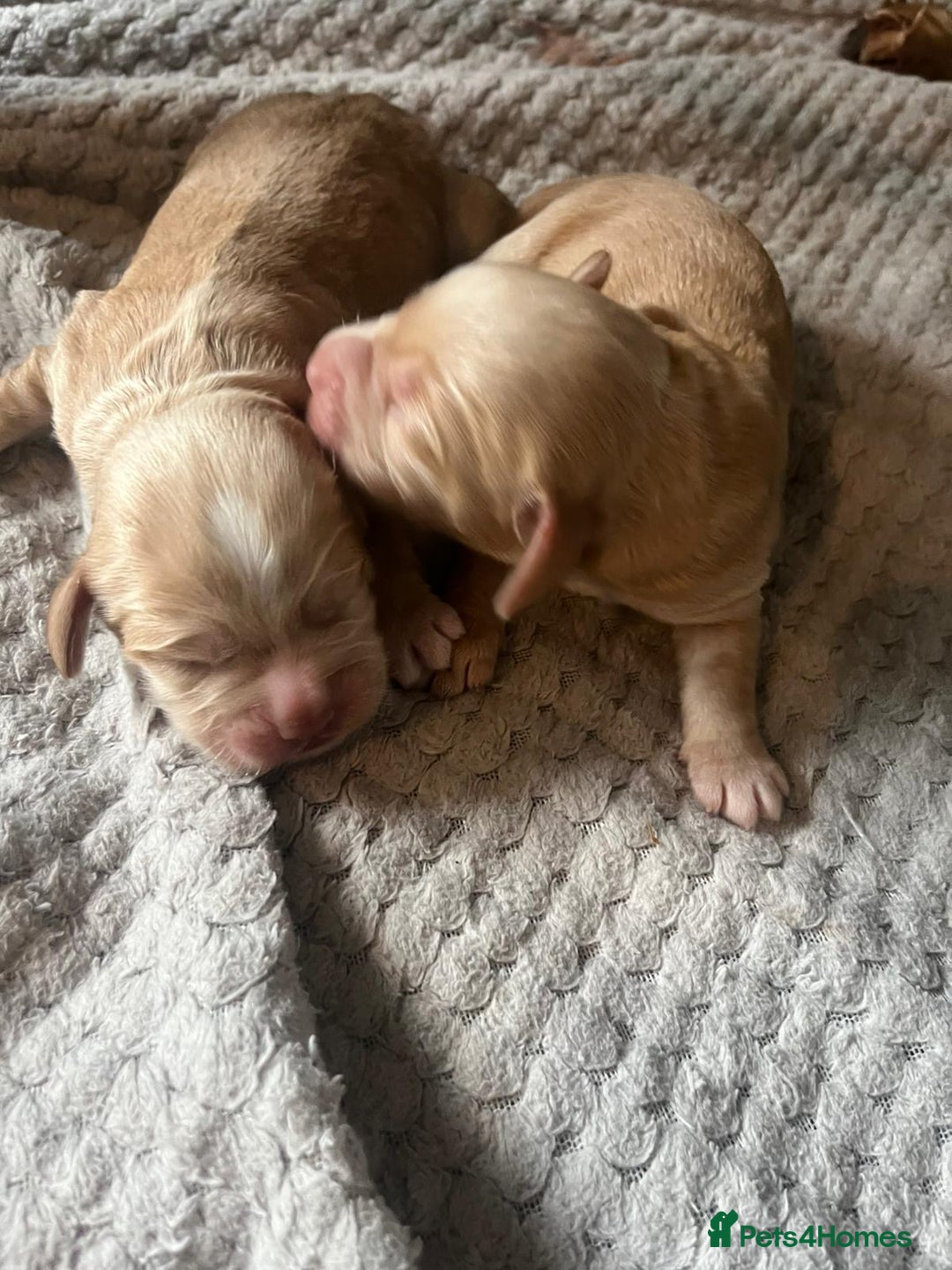 Cocker Spaniel dogs for sale: KC FTCH working cocker spaniel puppy’s  - Image 24
