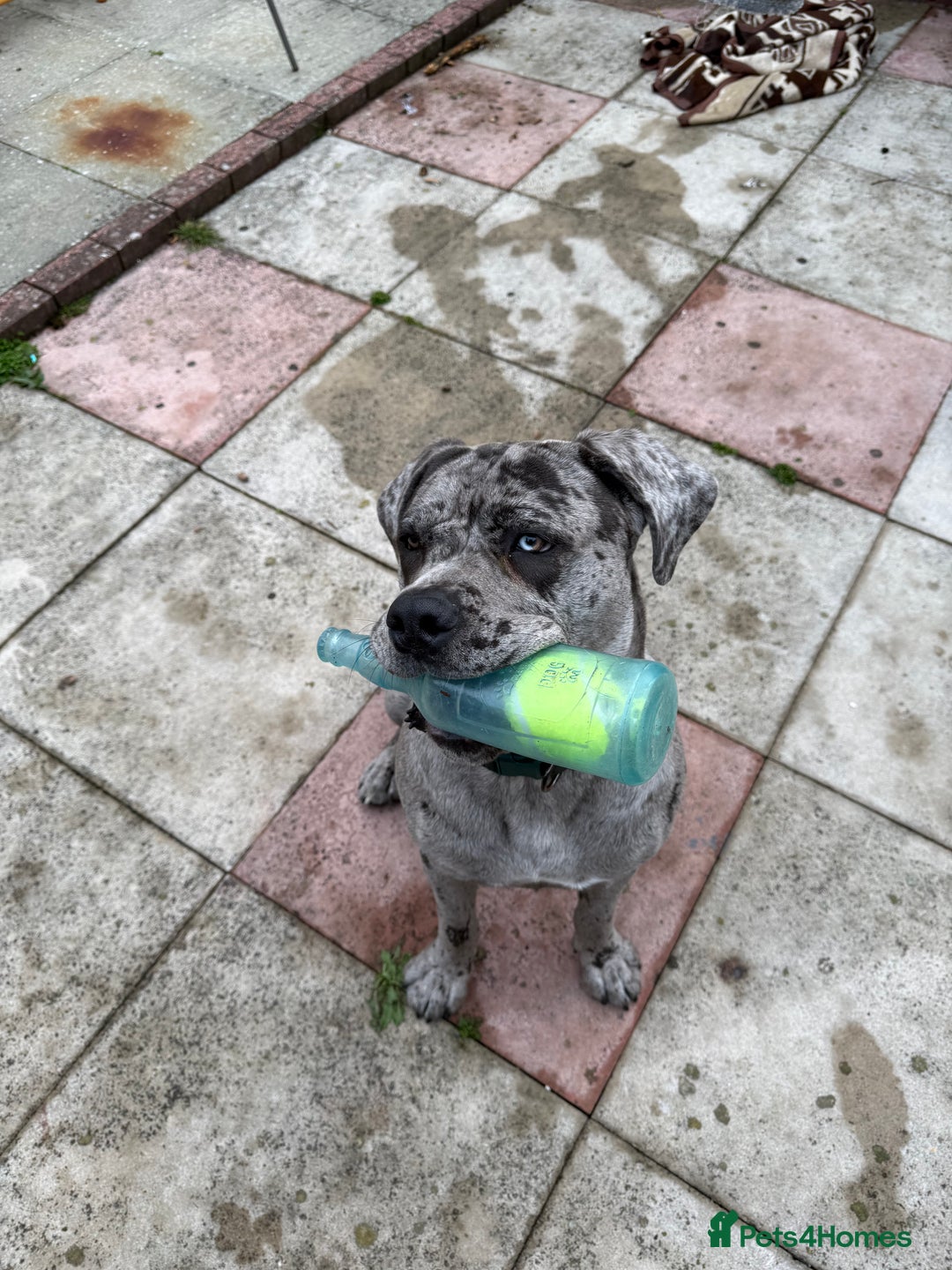 Cane Corso dogs for sale: Cane corso for Re-homing - Image 8