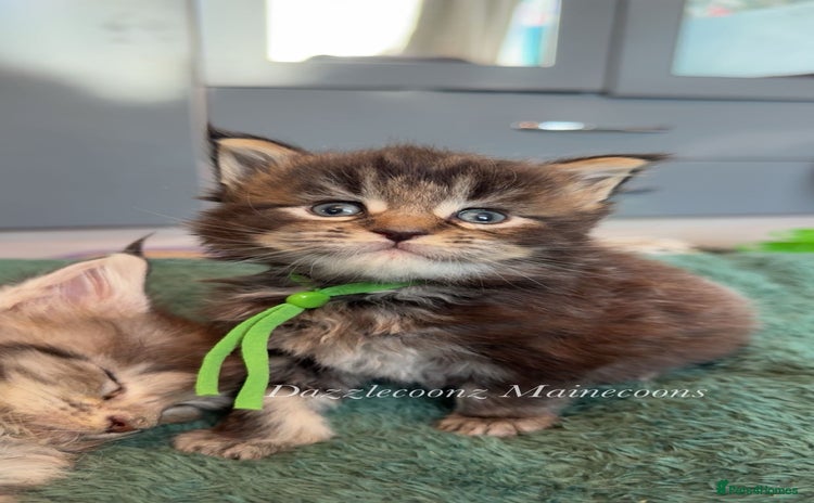 Maine Coon cats - Advert 6