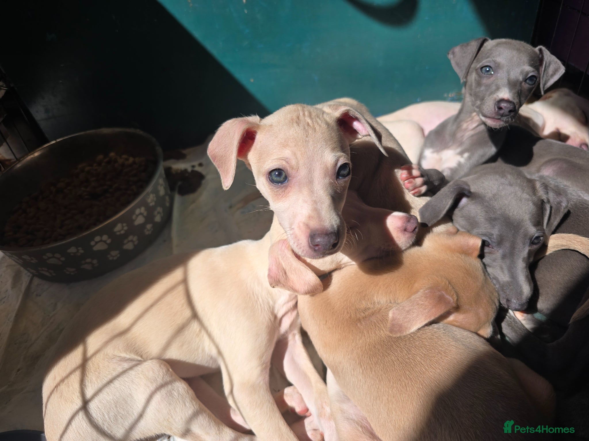 Mixed Breed dogs Wiggy puppies-Italian Greyhound x Whippet - Advert 2