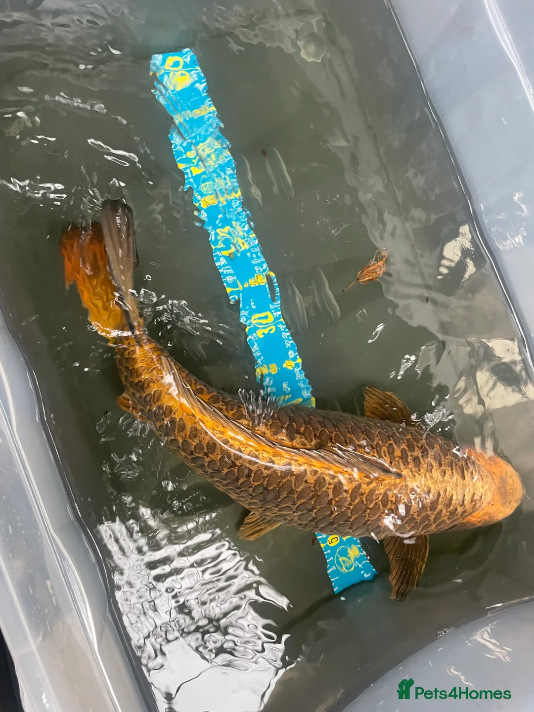 Koi Carp fish for sale: Shusui £90. Chagoi £80 Ghost £50 - Advert 3