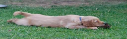 Golden Retriever dogs for sale: READY GOLDEN RETREVER KC PUPPIES - Advert 9
